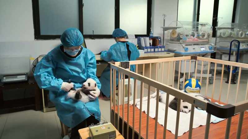 A healthy captive population can help save wild pandas