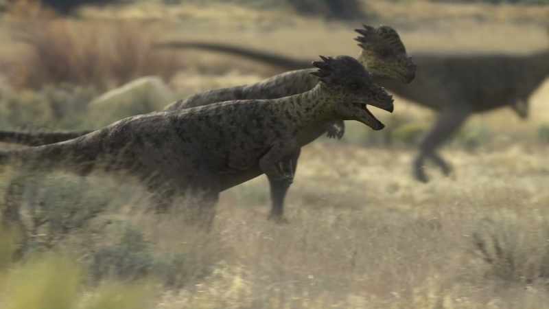 A herd of pachycephalosaurs