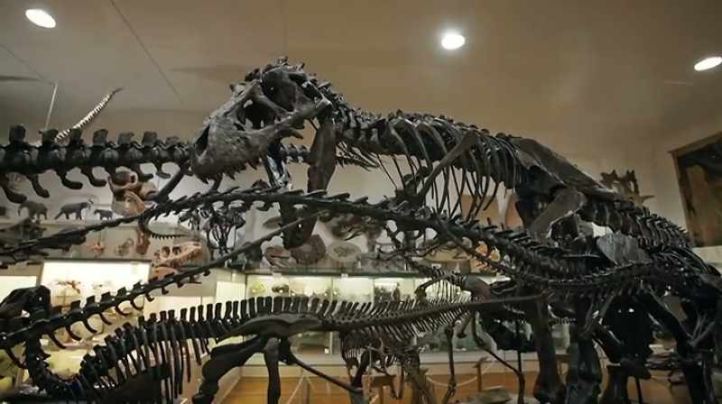 A HIGH-QUALITY SPECIMEN COULD BRING MILLIONS AT AUCTION
