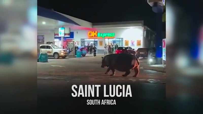 A hippo on a trip to the gas station