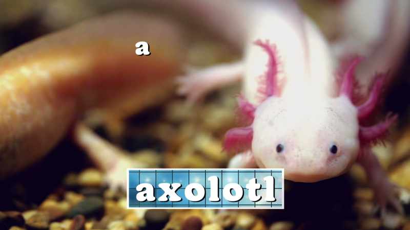 A-hoe-toll
