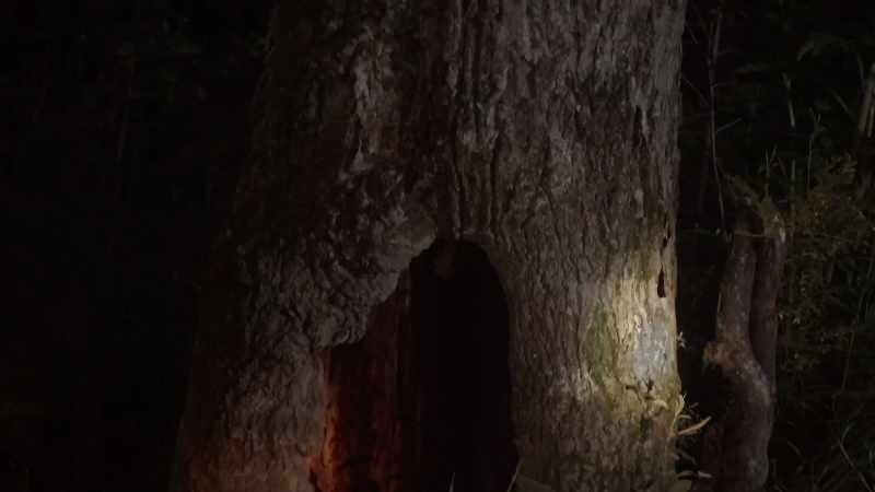 A hollow for your retreat!