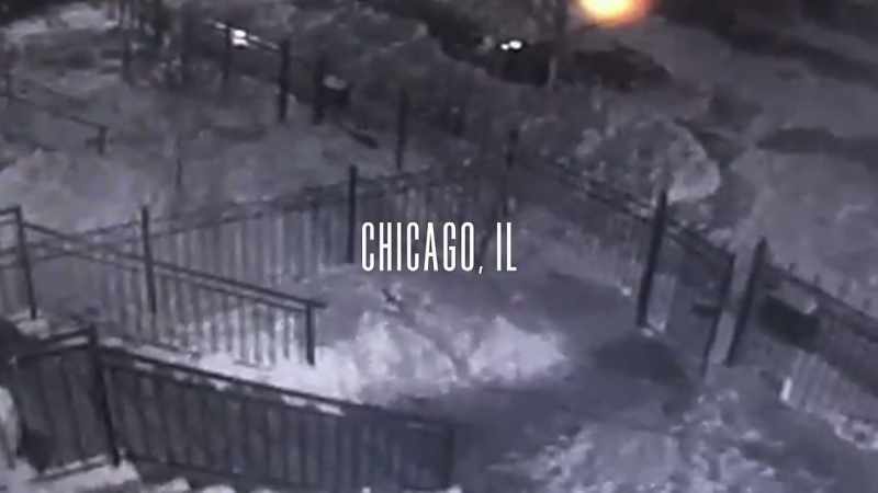A home‐security camera records a dog on the sidewalk