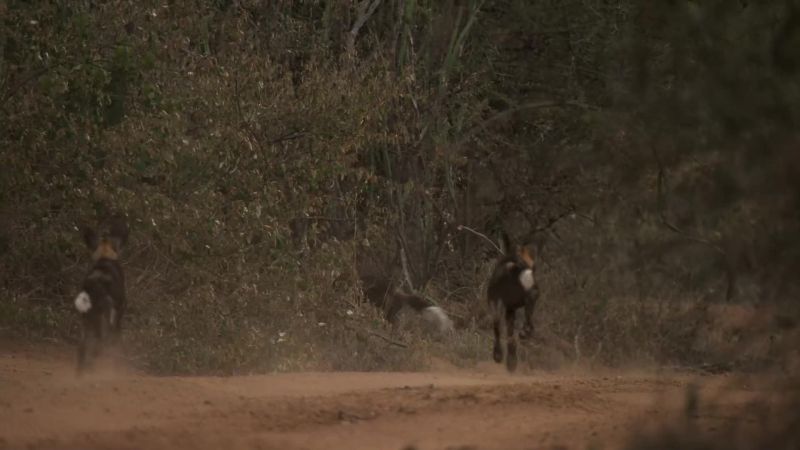A hopeless chase