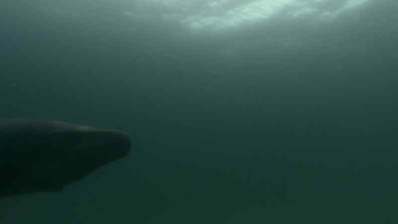 A huge mosasaur, a deadly underwater hunter