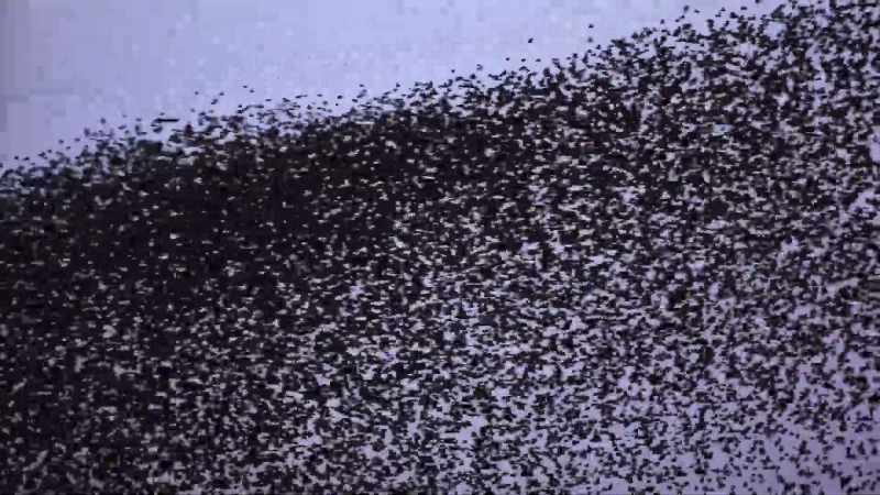 A hundred thousand birds racing around a constantly changing track