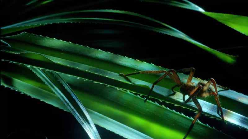A huntsman spider - and it's ready to strike