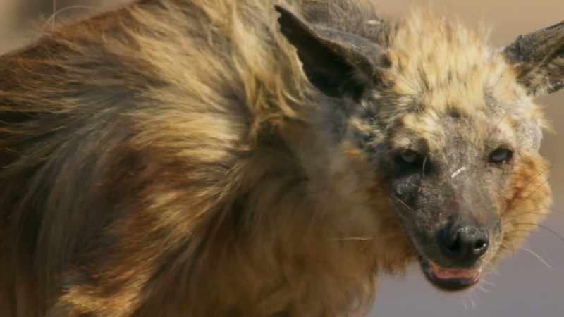A hyena, however, knows to be patient