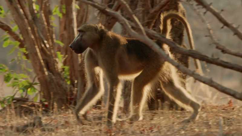 A large male baboon is strong