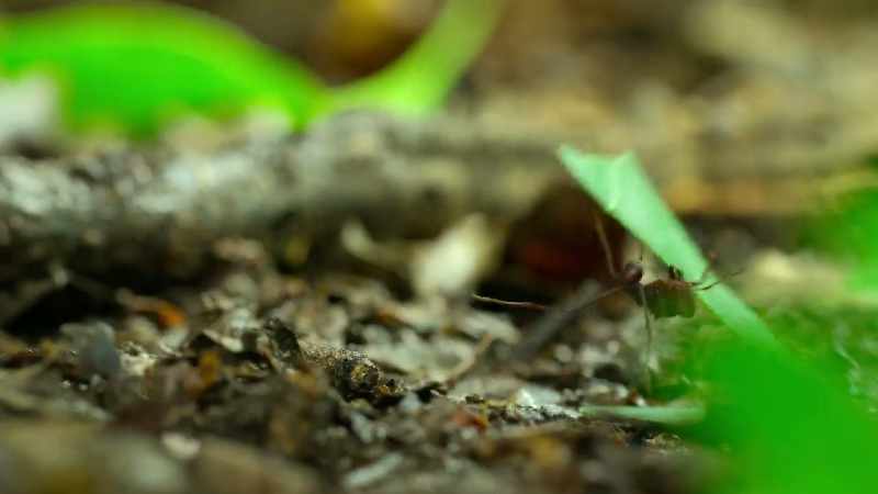 A leafcutter colony is like a mega-herbivore