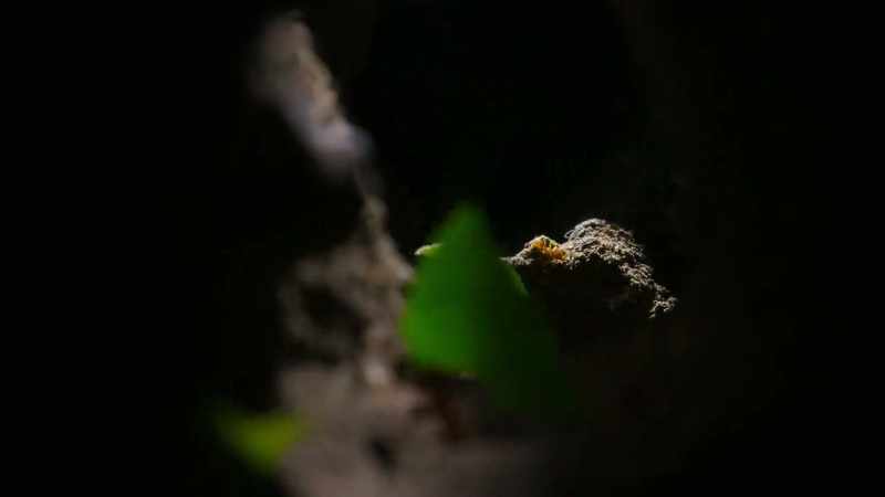A leafcutter nest can be up to eight meters deep