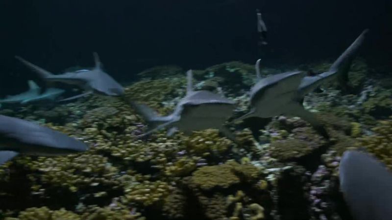 A little fish may outmaneuver a single shark