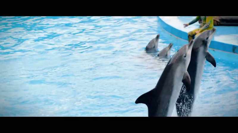 A live dolphin really is very expensive