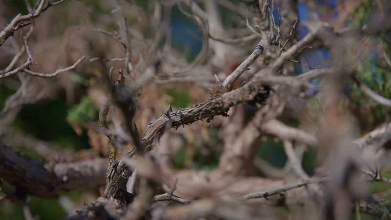 A lot of times, I will autopsy the tree