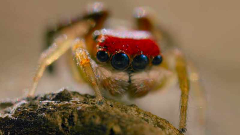 A male glittering peacock spider searching for a mate