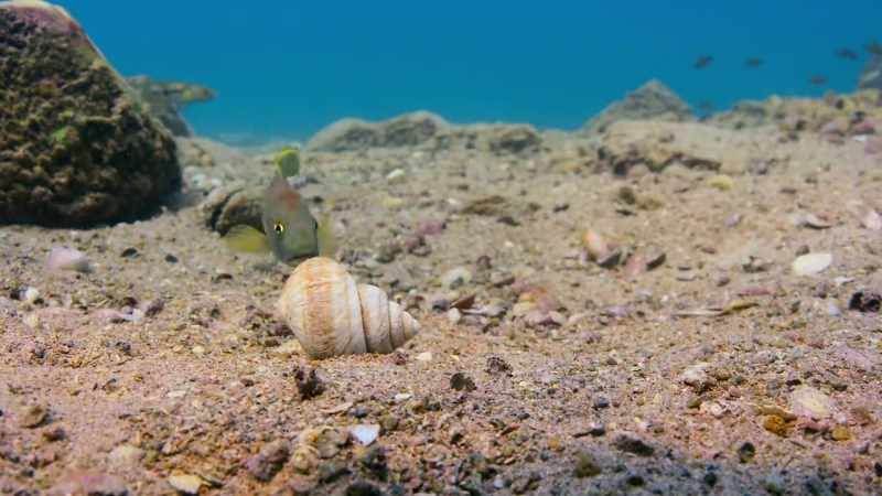 A male callipterus cichlid collects shells