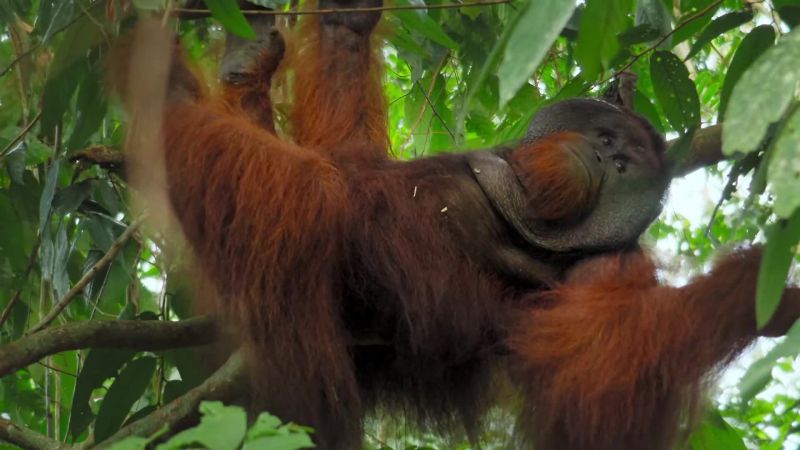 A male orangutan