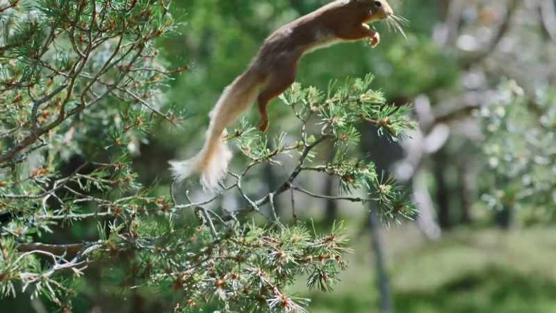 A male red squirrel jumps into action