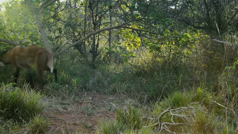 A maned wolf