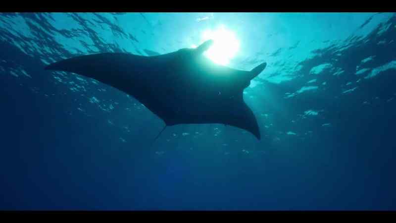 A manta ray hitching a ride with the current