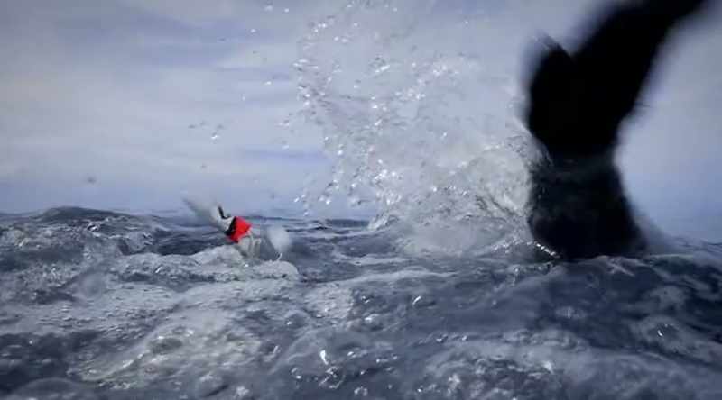 A massive bull shark drags Glenn under the water and thrashes violently