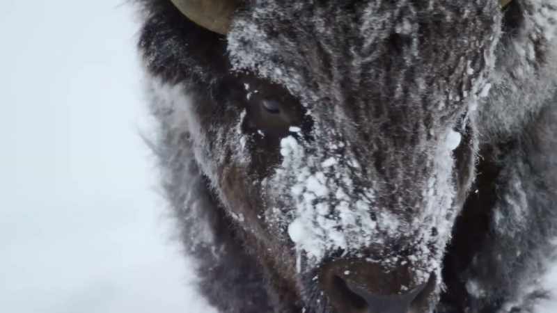 A matriarch