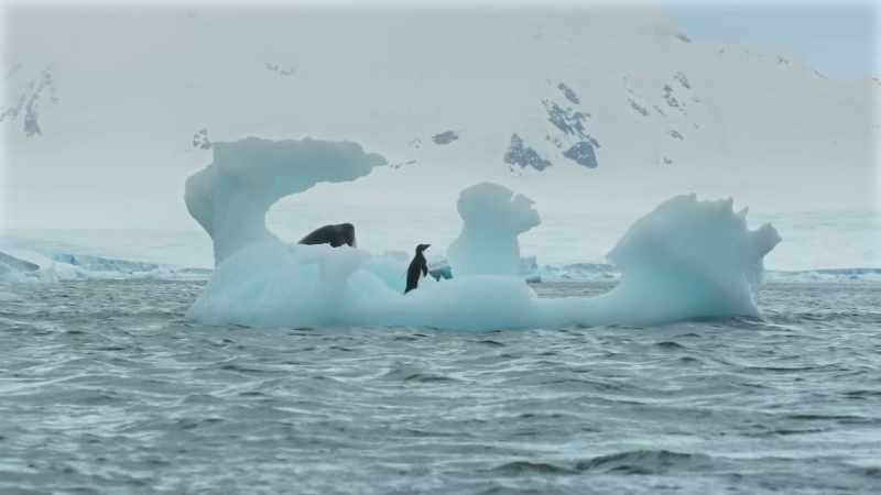 A mere snack for an adult killer whale