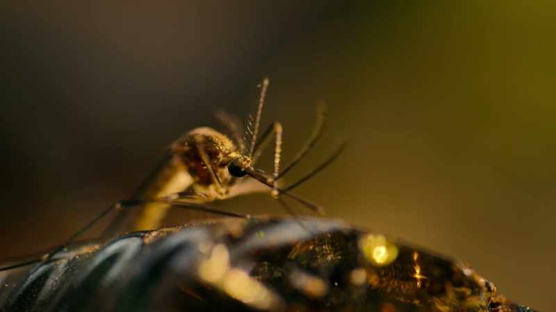 A mosquito is far better equipped for the job