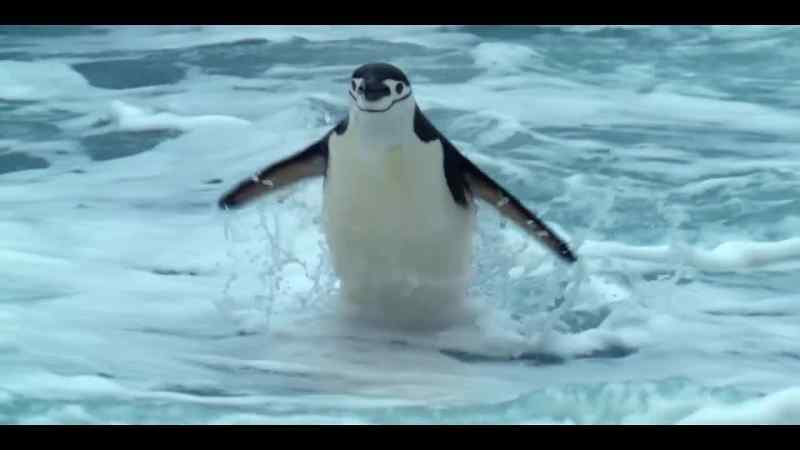 A mother chinstrap