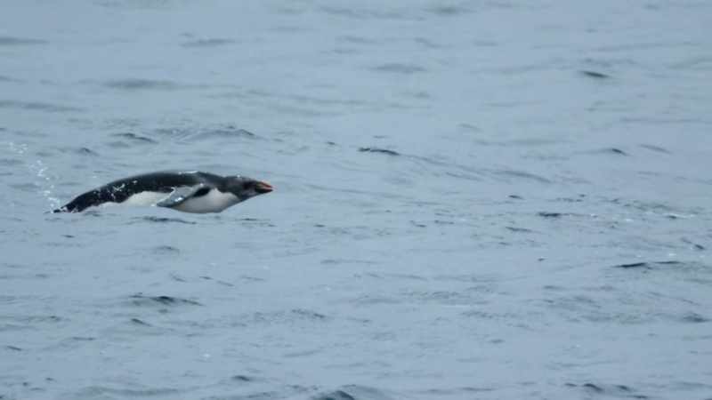 A mother penguin runs the gauntlet