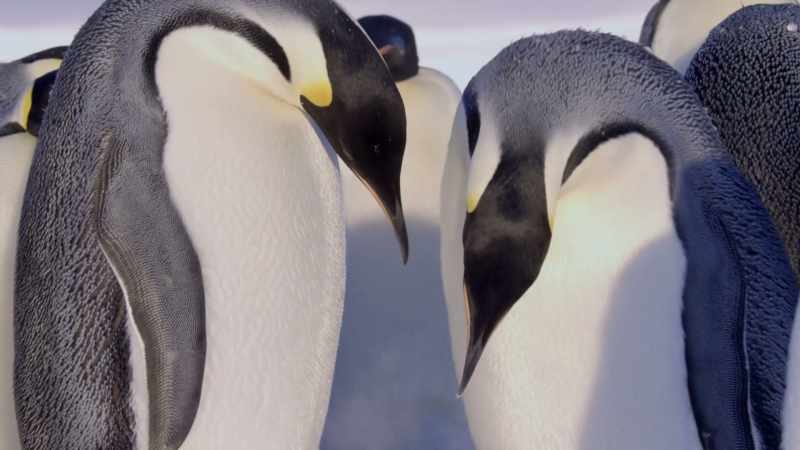 A mother's first sight of her young chick