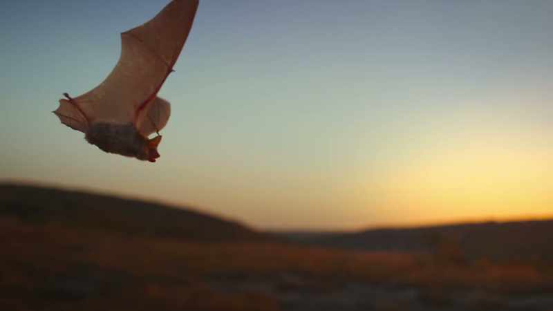 A mouse-eared bat has such sensitive hearing