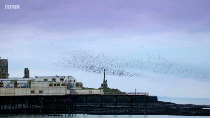 A murmuration, 50,000 strong