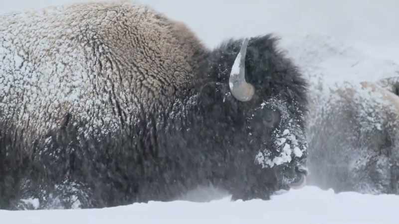 A muscular hump supports a massive head