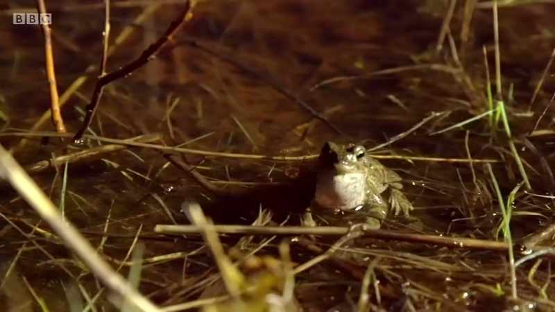 A natterjack toad