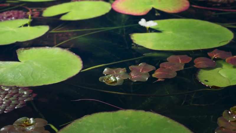 A new competitor arrives, Ludwigia
