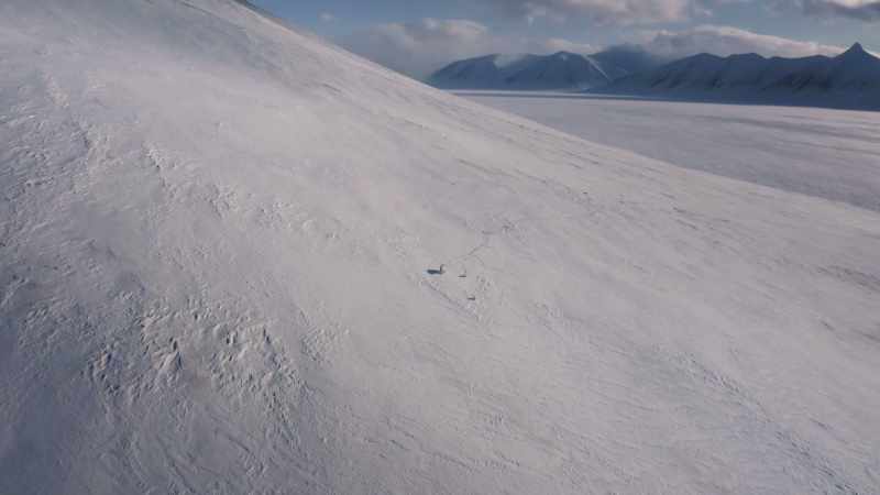 A newly emerged polar bear mother