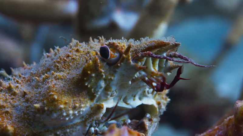 A newly moulted crab