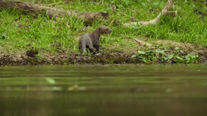 A nine-foot caiman could easily snap up a cub