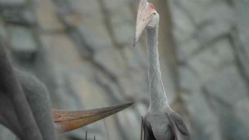 A nine-foot-tall predator that stalks through these colonies