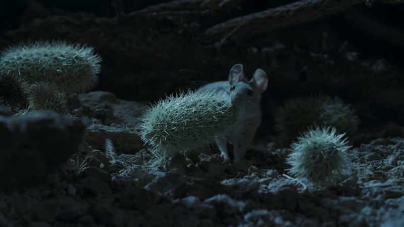 A pack rat. She knows how to deal with a cholla