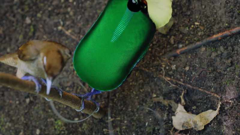 A pair of bare, quivering quills sprouting from his tail