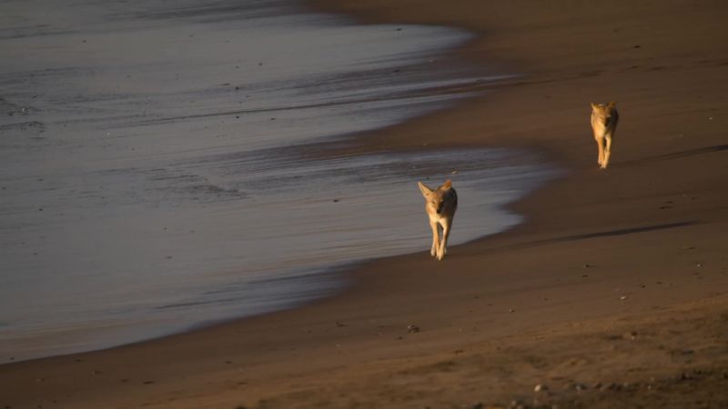 A pair of black-backed jackals