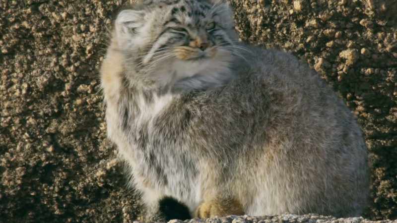A Pallas's cat