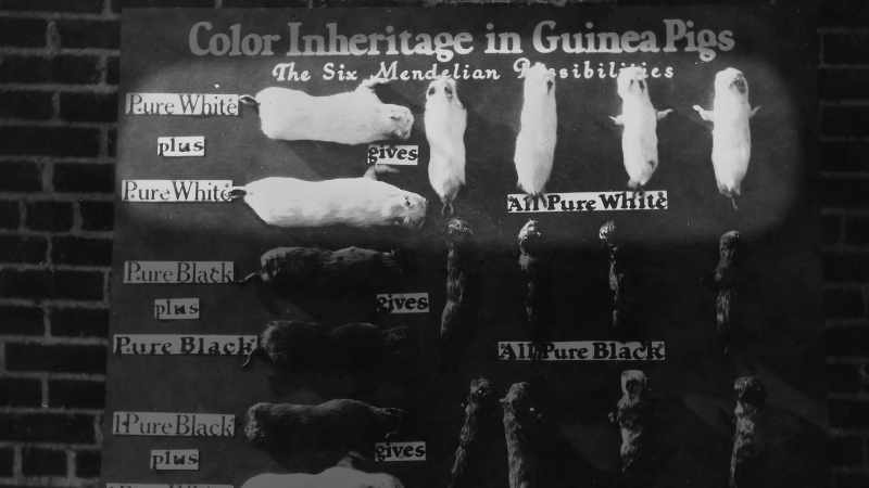 A pathological obsession for the concept of race