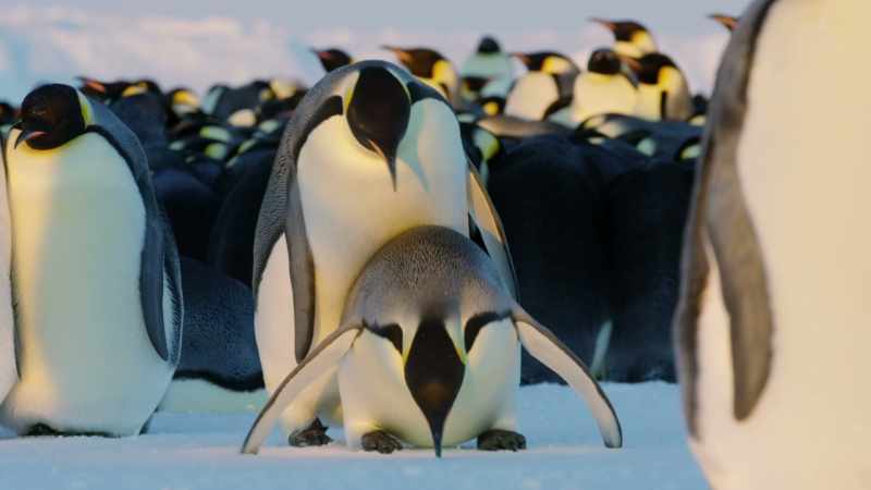 A penguin is beautifully designed for many things