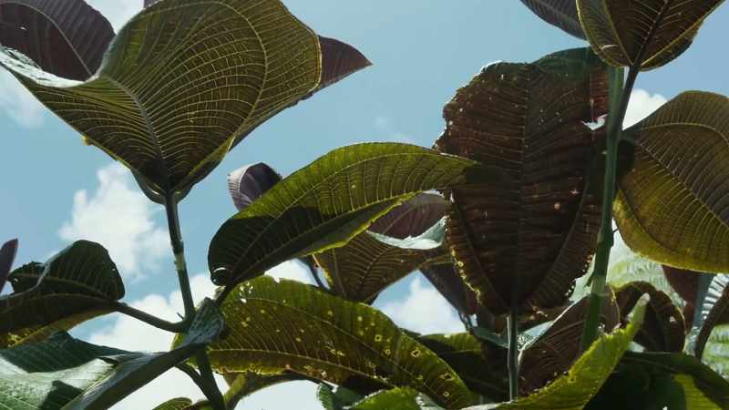 A perfect shot is one that hits the stem