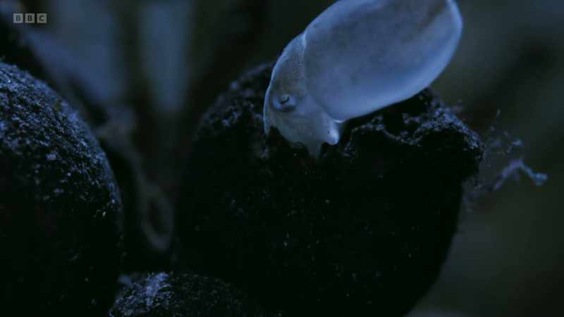 A perfectly formed baby cuttlefish, no larger than a pea