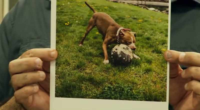 A pit bull chewing a ball to pieces