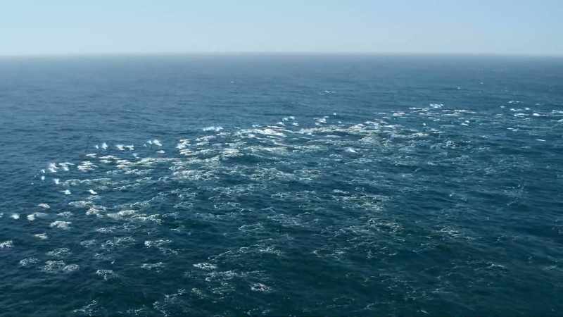 A pod of a thousand dolphins